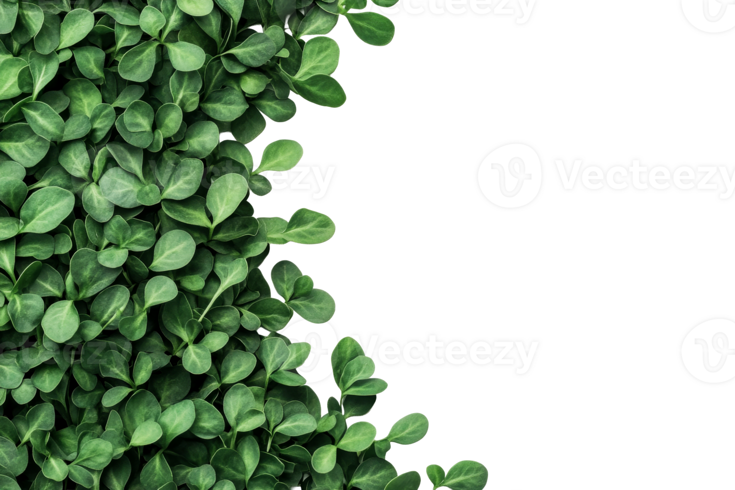 Lush green leaves with transparent background for design use png