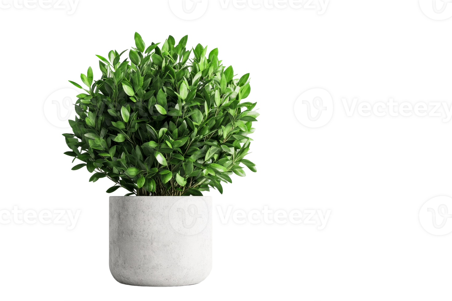Green leafy plant in a modern concrete pot for home decoration png
