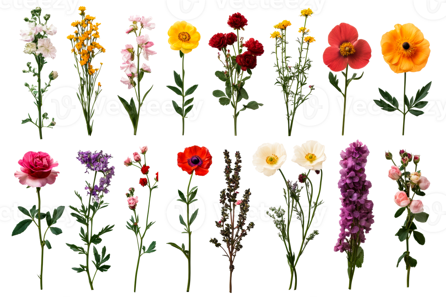 Varied colorful flowers on a transparent background for design use png