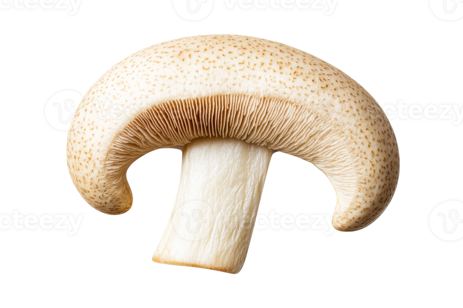 Fresh white mushroom with a smooth cap and gills in detail png