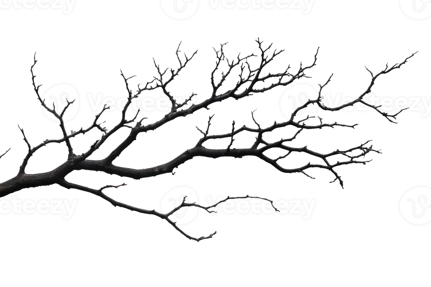 Dry black branch with twigs on a clear background png