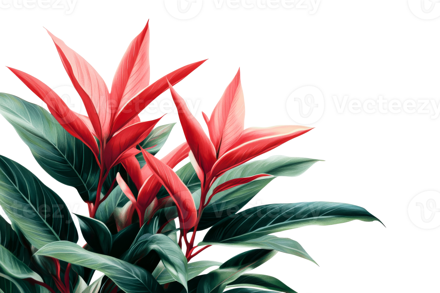 Tropical plant with bright red leaves on a clear background png