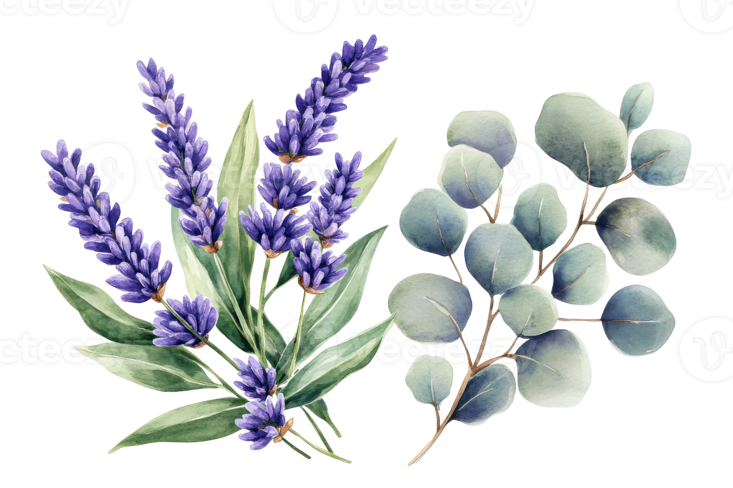 Lavender and eucalyptus arrangement with transparent background png