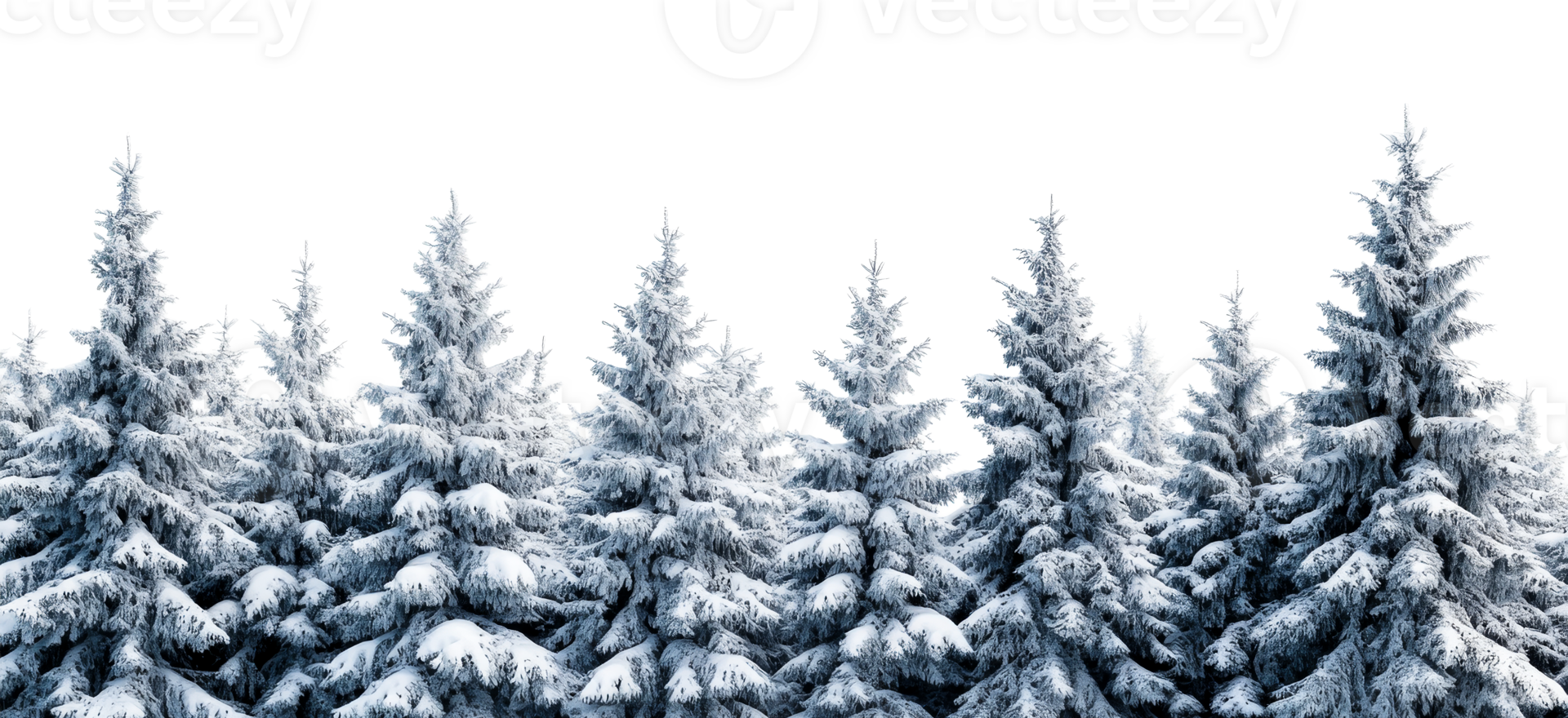 Snowy pine trees in winter against a transparent background png