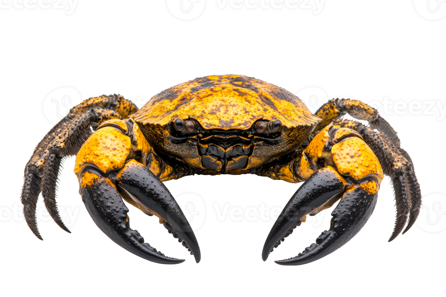 Tiger crab with powerful claws, isolated against a black background, cut out transparent png