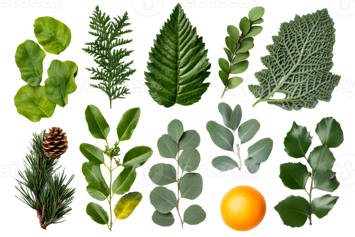 Assorted leaves and orange arranged beautifully, cut out transparent png