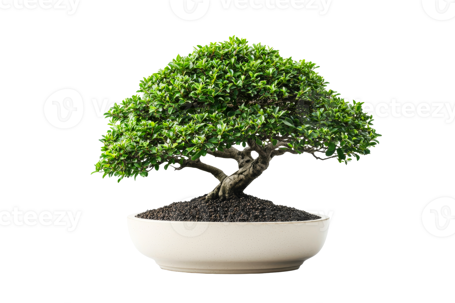 Serene bonsai tree in a bowl against black background, cut out transparent png