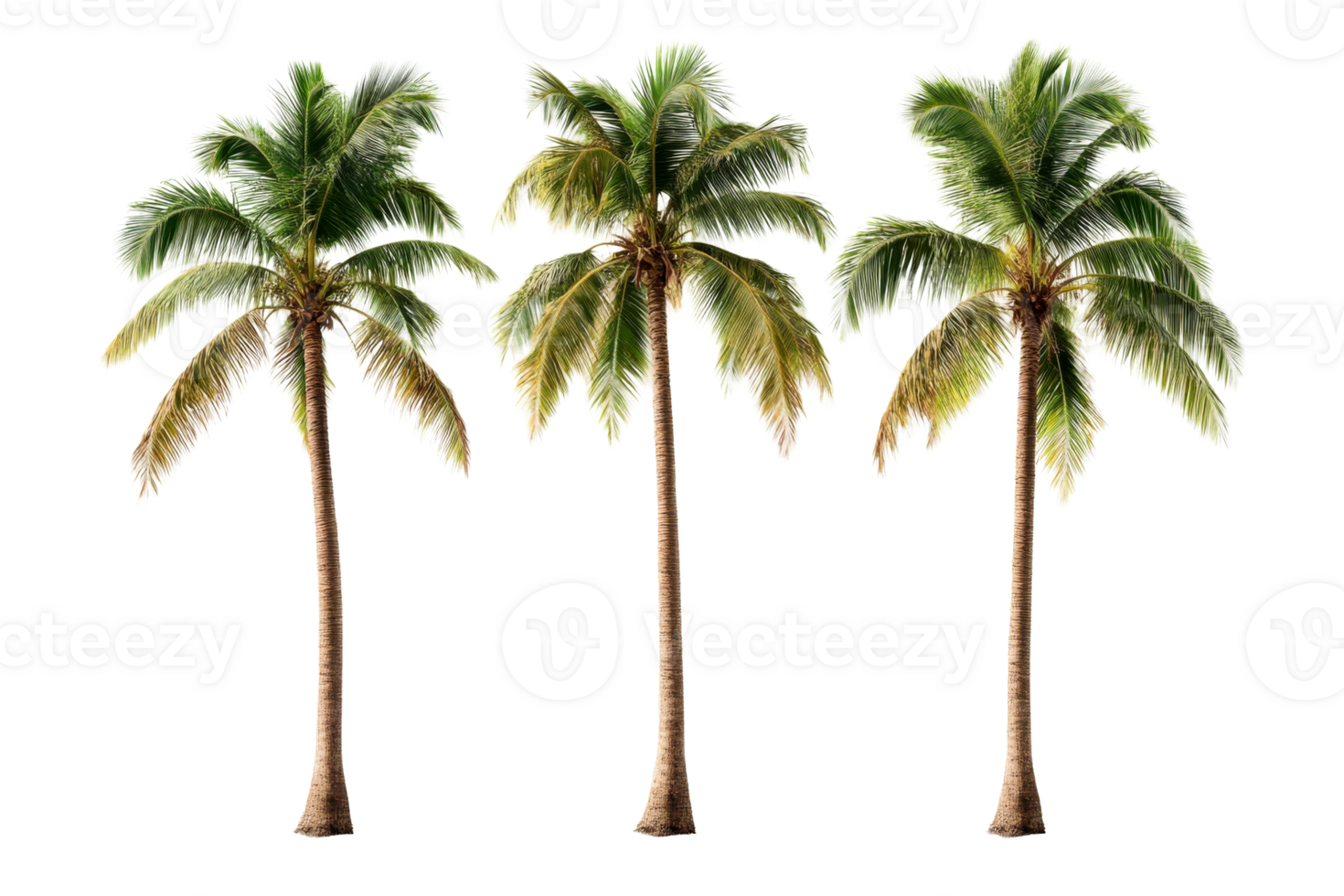 Three palm trees on black background in summer, cut out transparent png