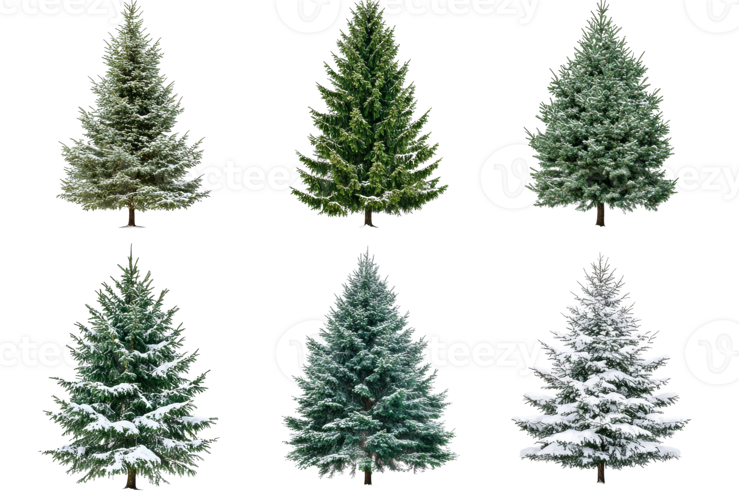 Six firs with and without snow, variety of evergreen, cut out transparent png
