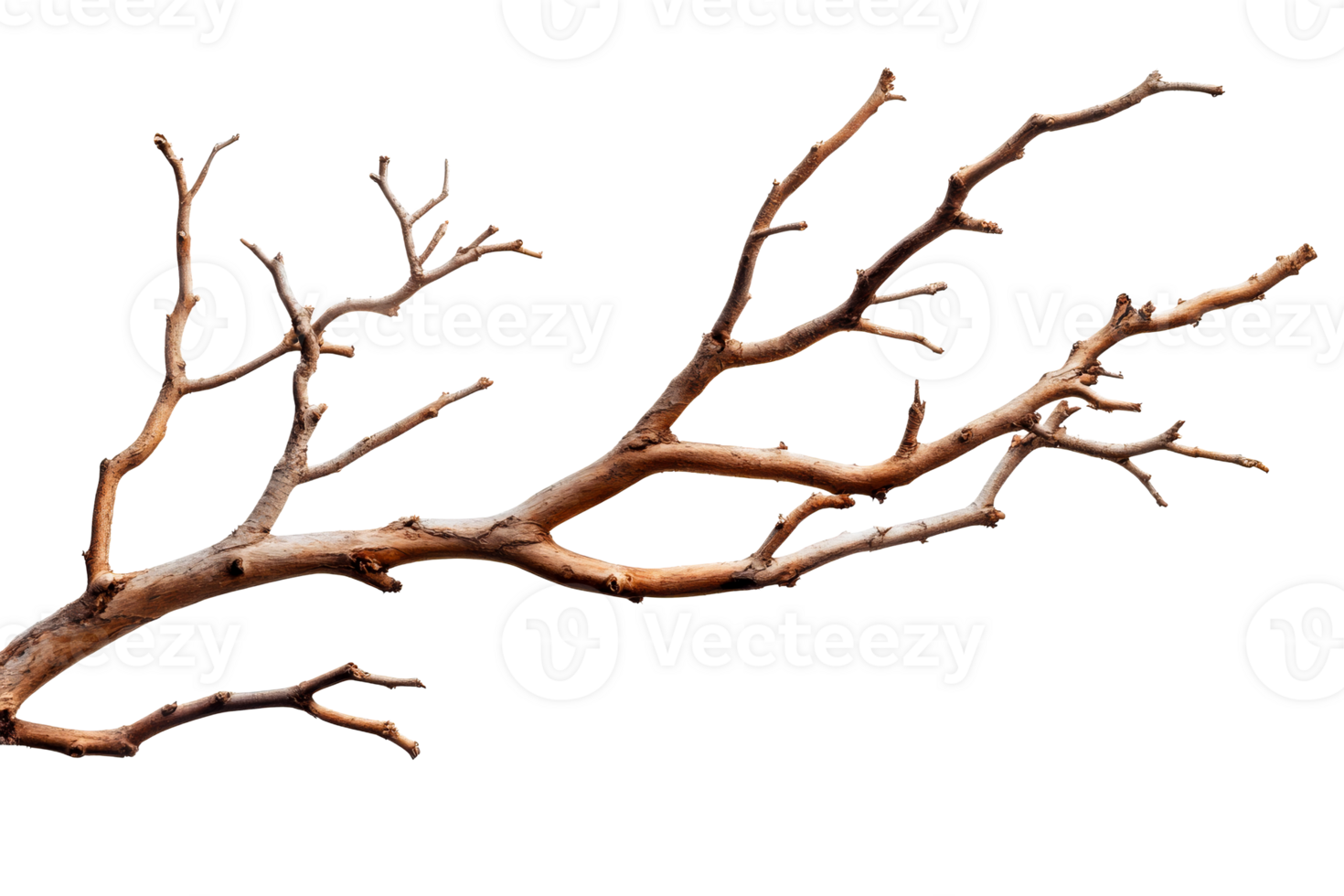 Dry branch of tree with bizarre curves, cut out transparent png