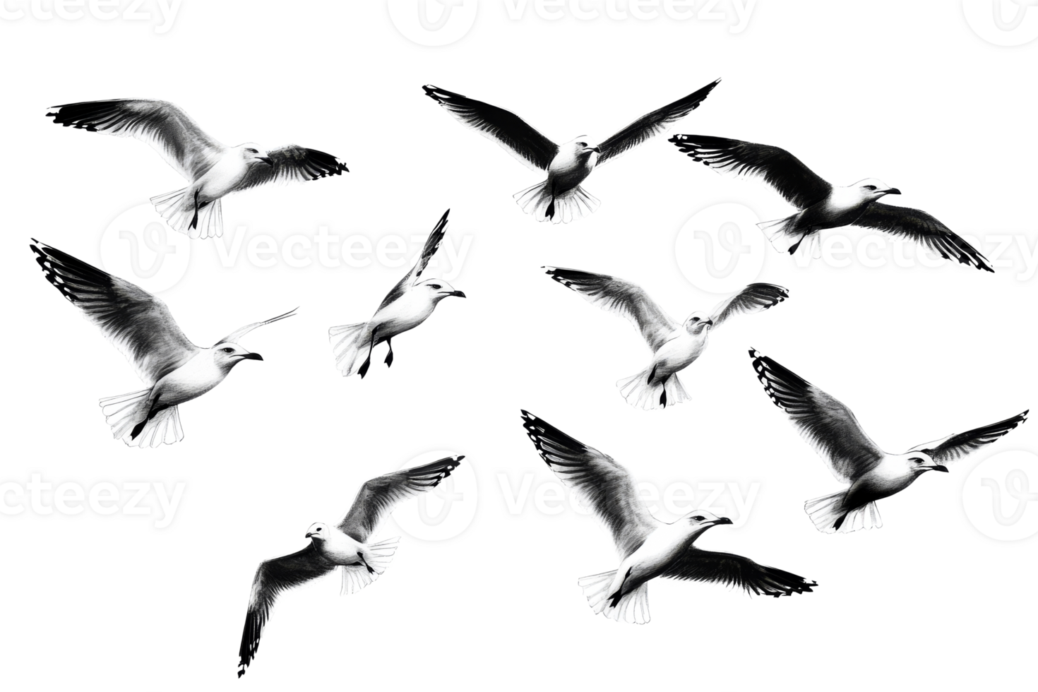 Flock of seagulls soars gracefully across the black background, cut out transparent png