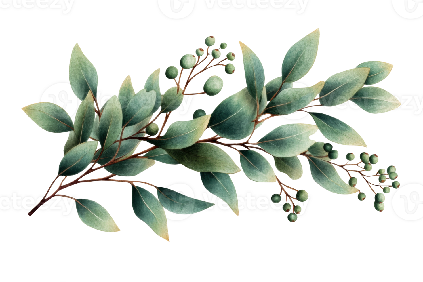 Watercolor eucalyptus leaves with berries, botanical illustration, cut out transparent png