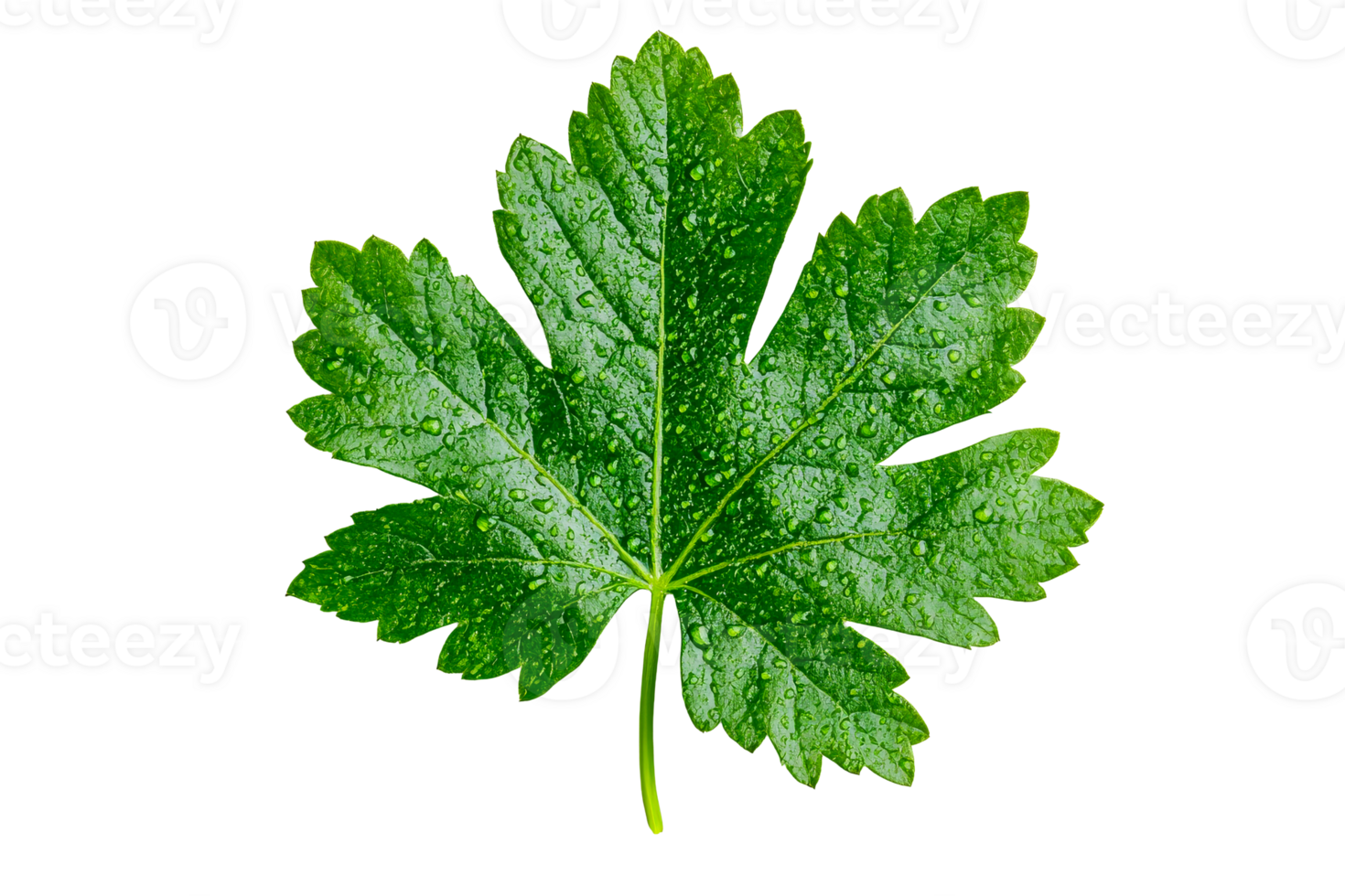Green leaf with water droplets, isolated on black background, cut out transparent png
