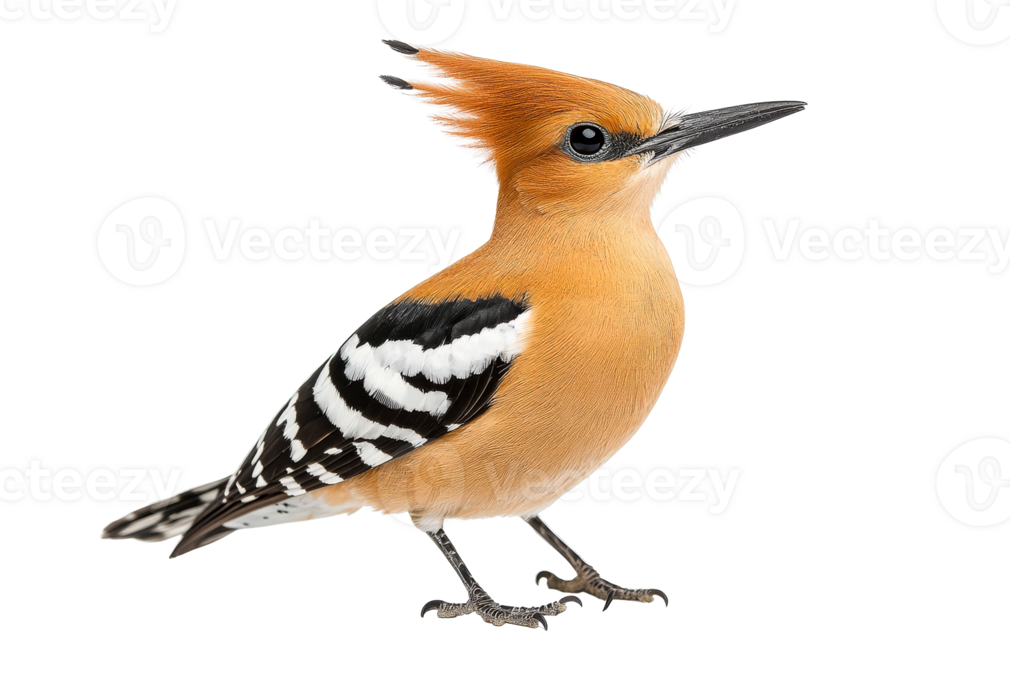 Colorful hoopoe bird with its elegant crest, standing, cut out transparent png