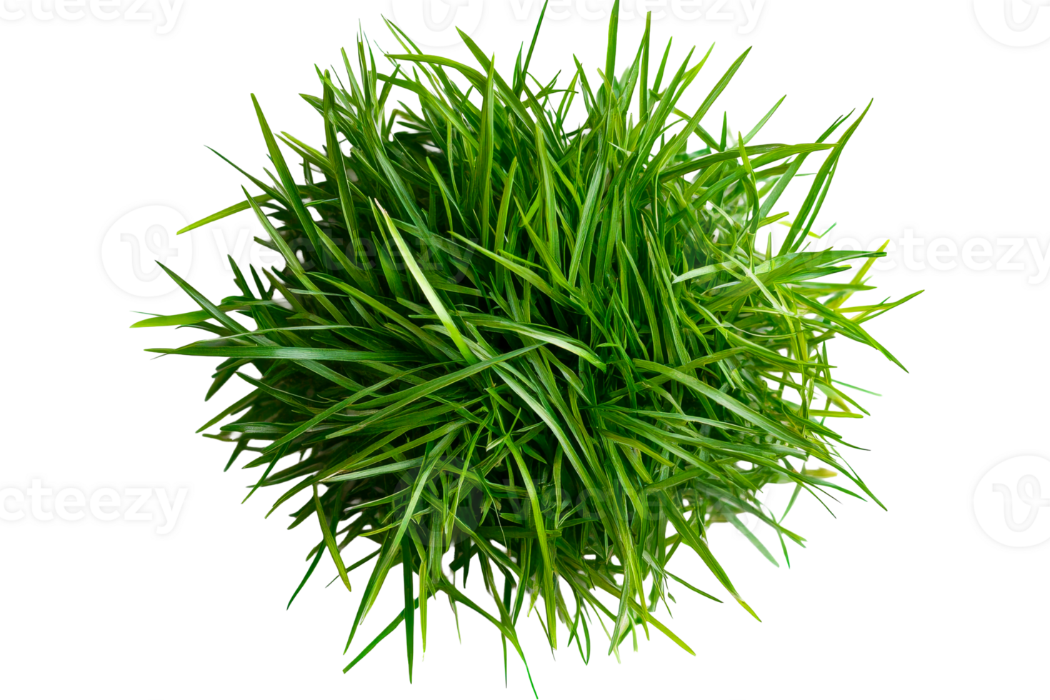 Artificial Green Grass on Black Background, cut out transparent png