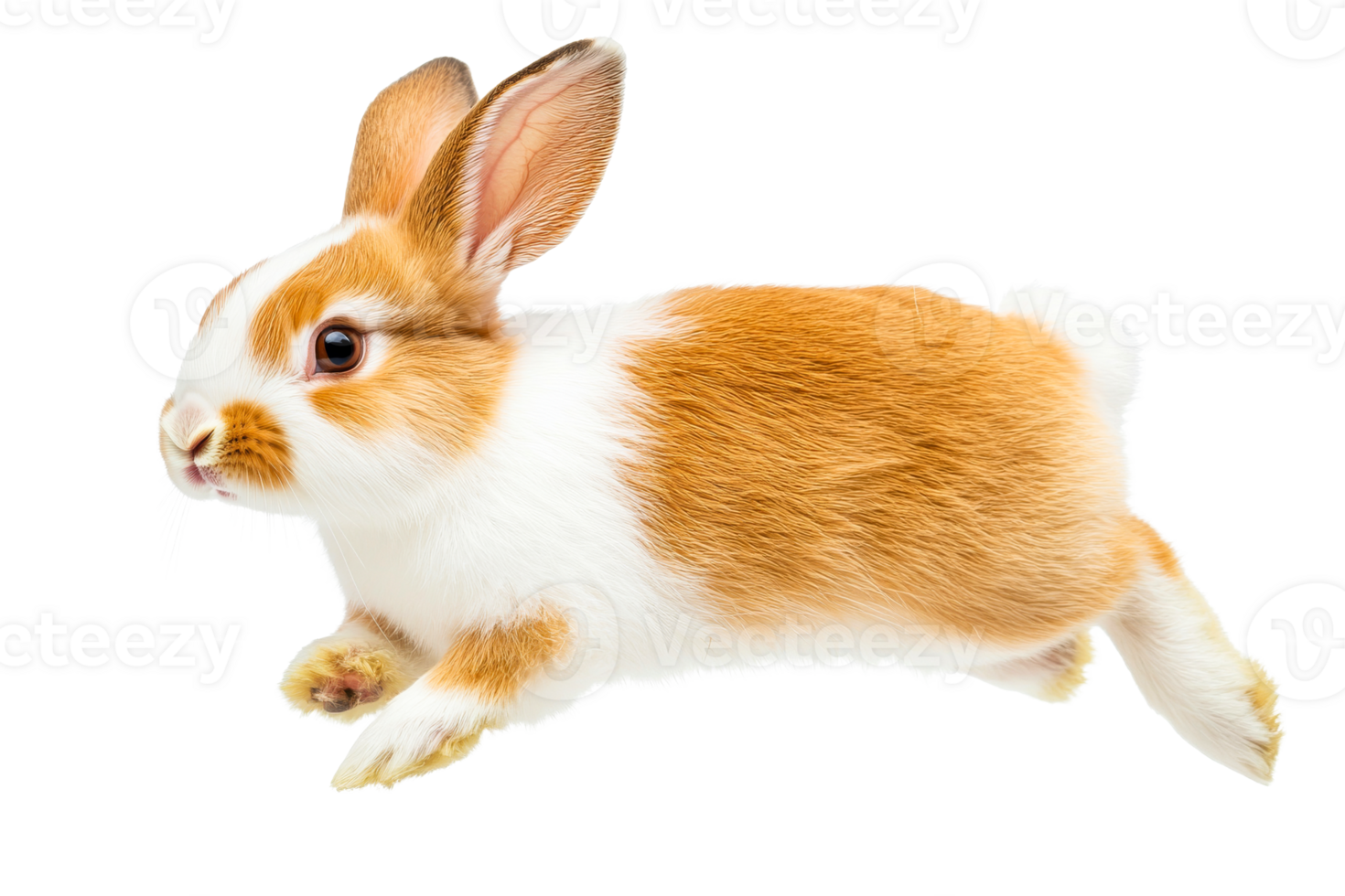 Adorable ginger white rabbit running, isolated, pet portrait, fluffy, cut out transparent png