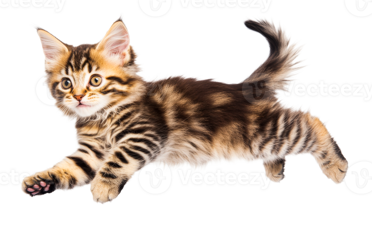Kitten leaps forward with stripes, brown fur, and alert eyes, cut out transparent png