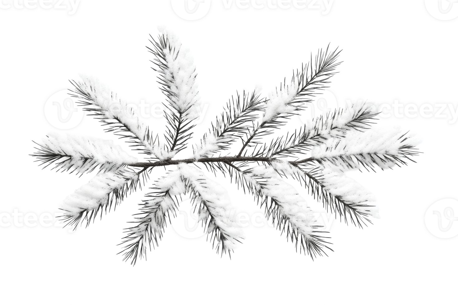 Pine branch covered with fluffy snow, isolated evergreen nature , cut out transparent png