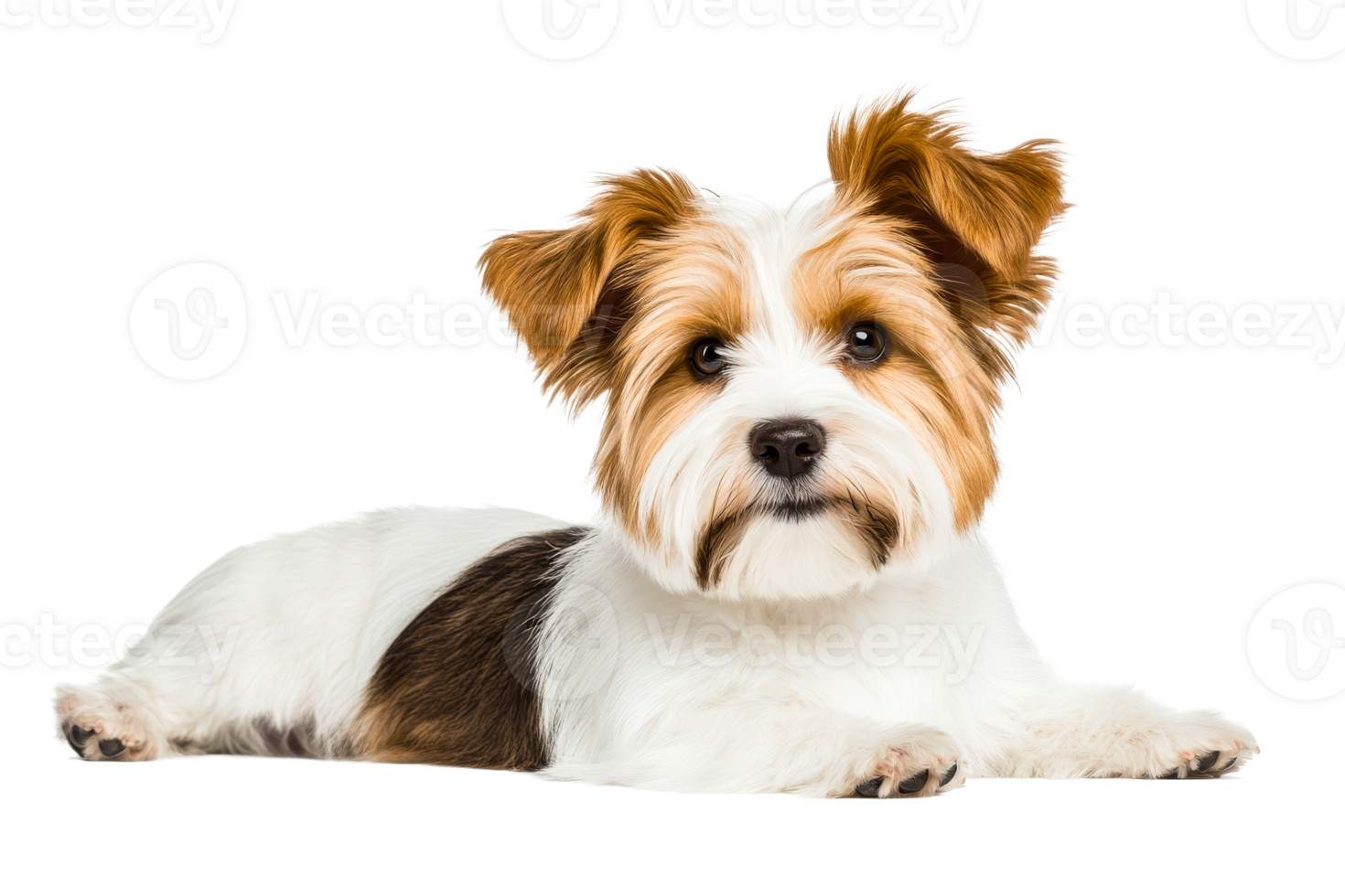Cute small dog laying on its stomach on isolated black background, cut out transparent png