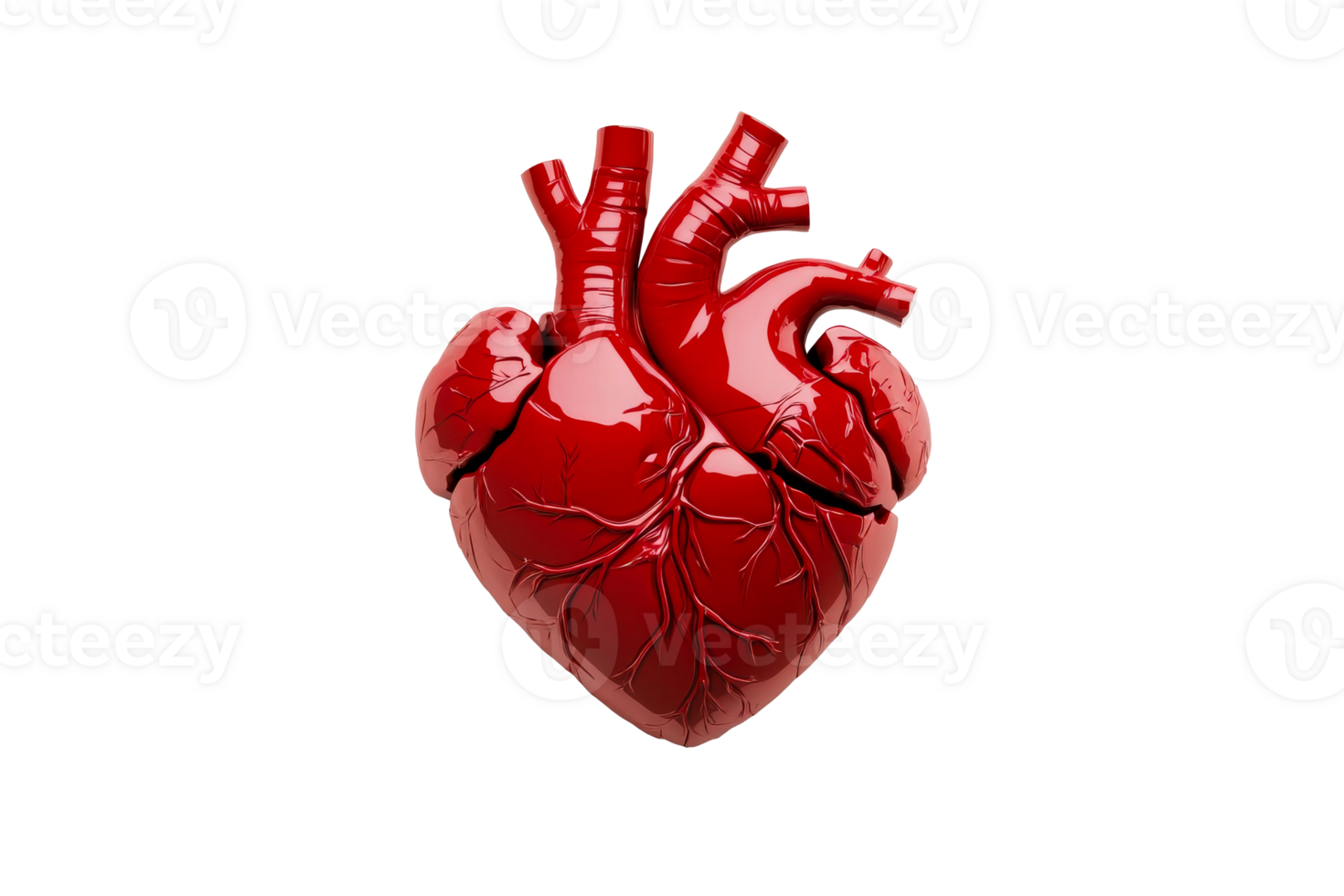 Anatomic red heart model, vascular system, healthcare, organ, cut out transparent png