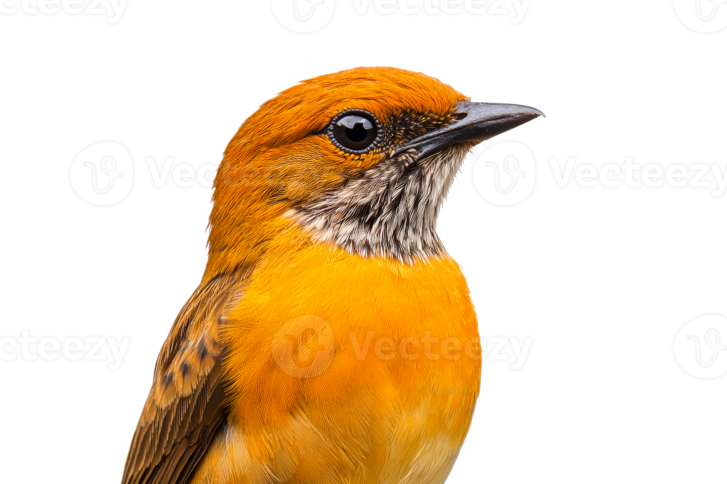 Rufous Flycatcher close-up of beautiful bird, avian elegance, cut out transparent png