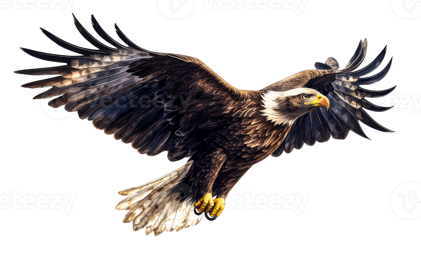 Bald eagle in flight with outstretched wings , cut out transparent png