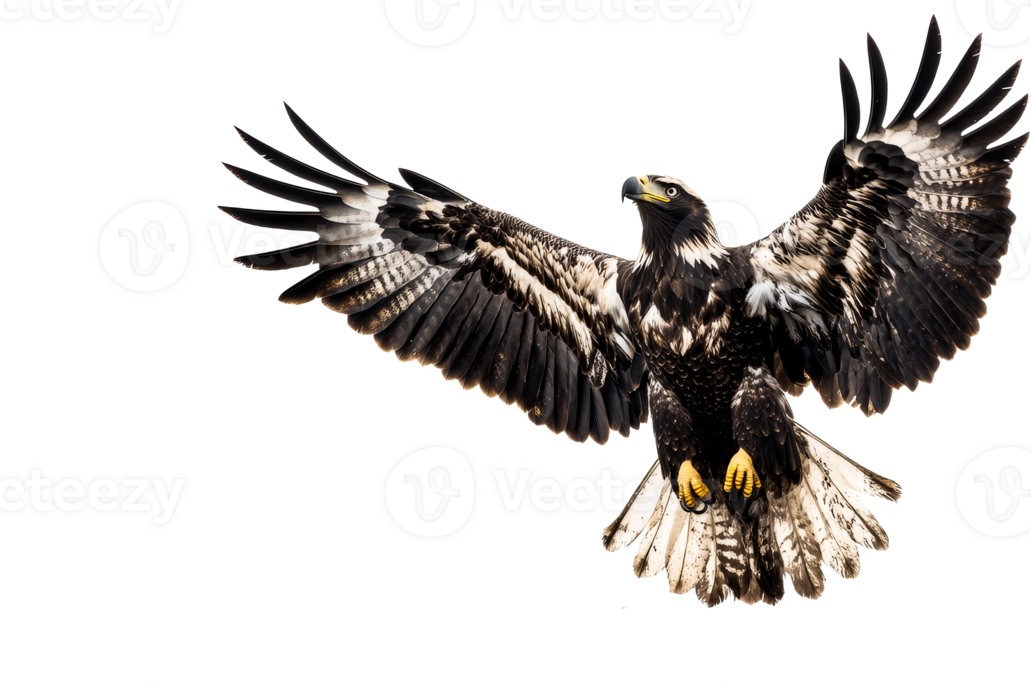 Majestic soaring eagle bird, predator in flight, wildlife nature, cut out transparent png