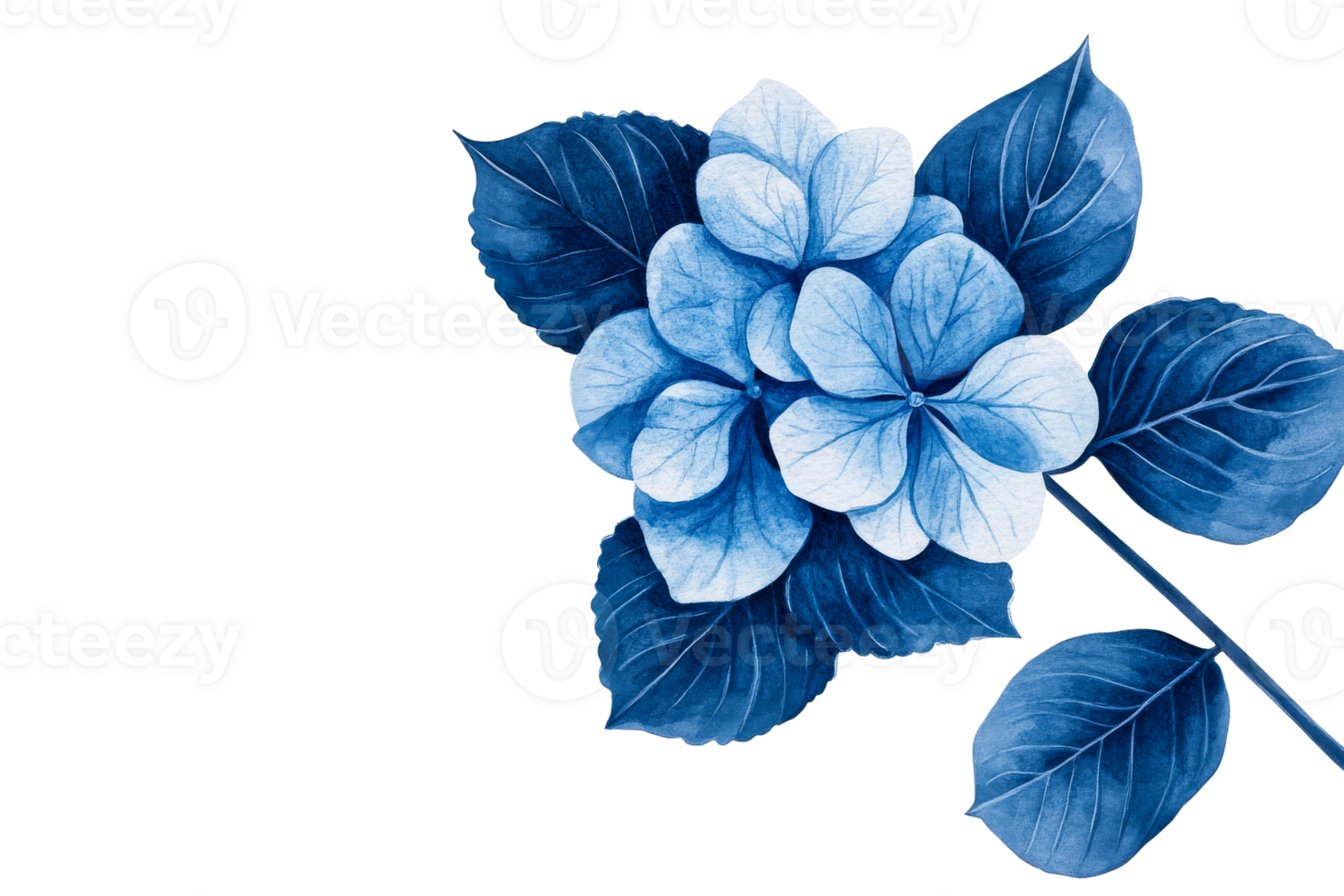 Blue flowering hydrangea with leaves, cut out transparent png