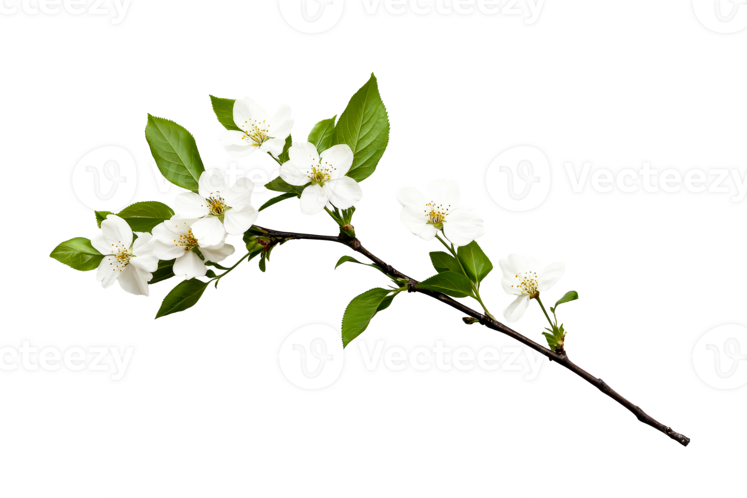 Delicate white flowers branch on a black backdrop, cut out transparent png