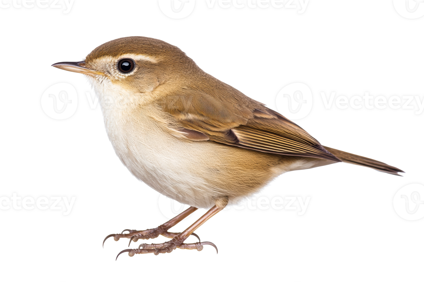 Sparrow perched in profile view with black background, cut out transparent png
