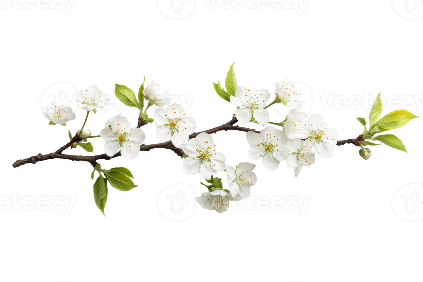 Blooming cherry branch isolated on a black background, cut out transparent png