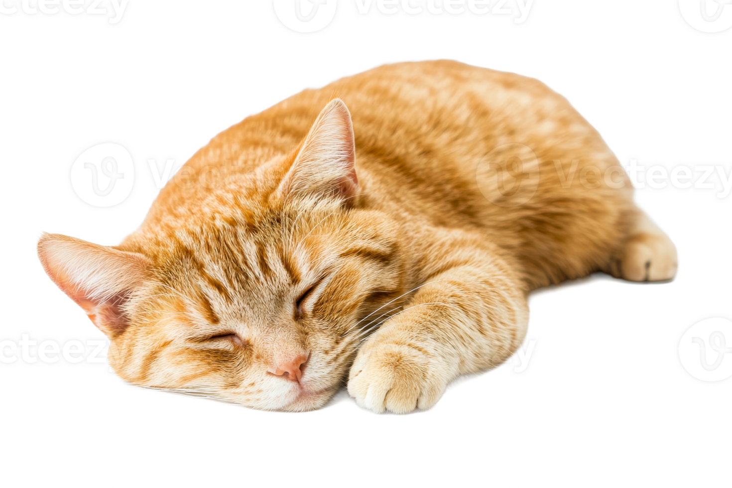 Sleeping orange tabby cat, domestic feline, cute pet animal, cut out transparent png