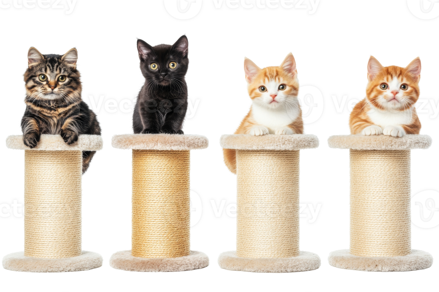 Kittens posing on scratching posts, cute pets , cut out transparent png
