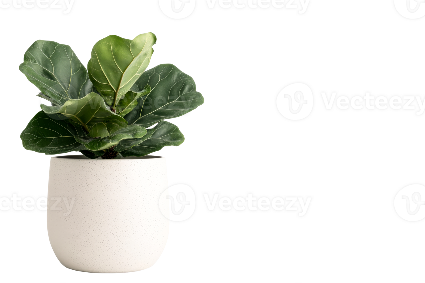 Fiddle-leaf fig in pot, leafy plant in white container, cut out transparent png
