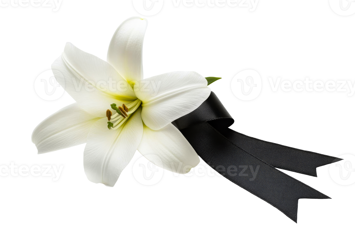 White lily with black ribbon, bereavement symbol, cut out transparent png