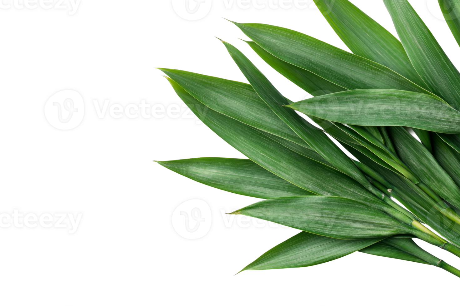 Lush green leaves on black background, plant foliage , cut out transparent png