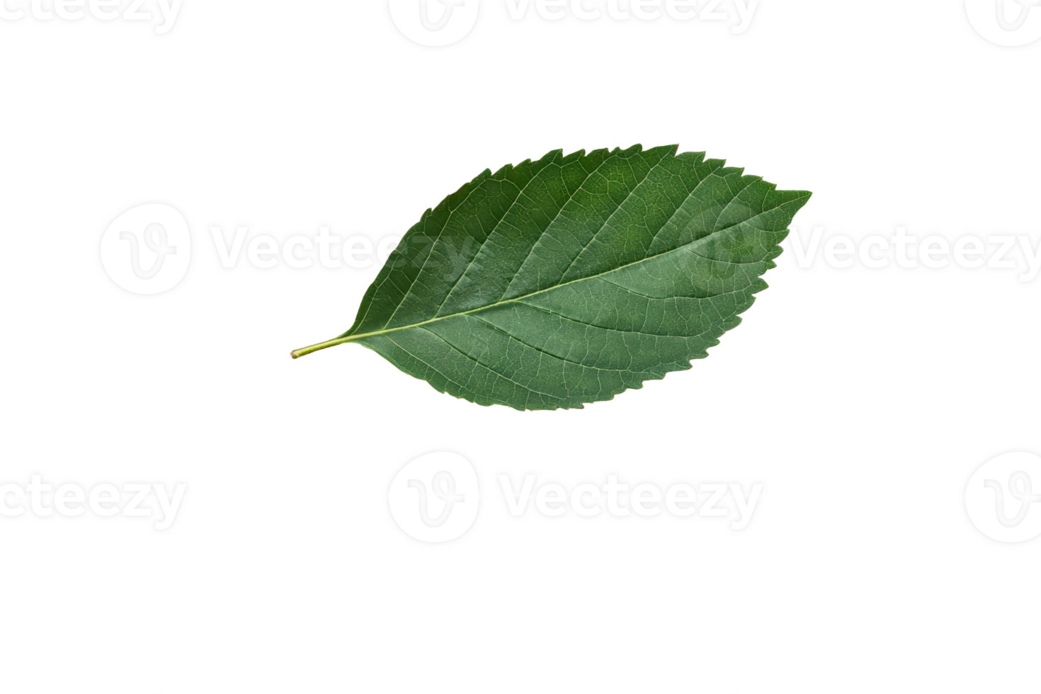 Single green leaf with detailed texture, cut out transparent png