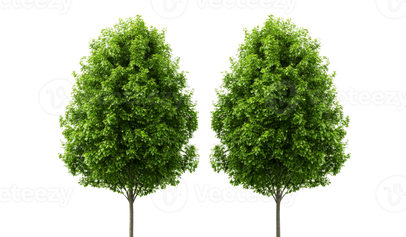 Two lush green trees with detailed foliage, symmetrical, cut out transparent png