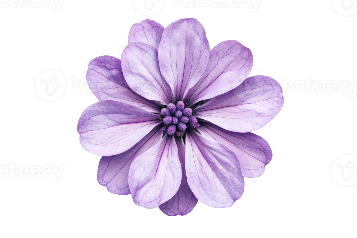 Pastel violet flower isolated on black background, cut out transparent png