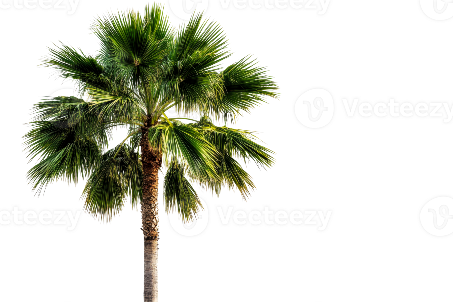 Tropical palm tree with vibrant leaves, isolated, cut out transparent png