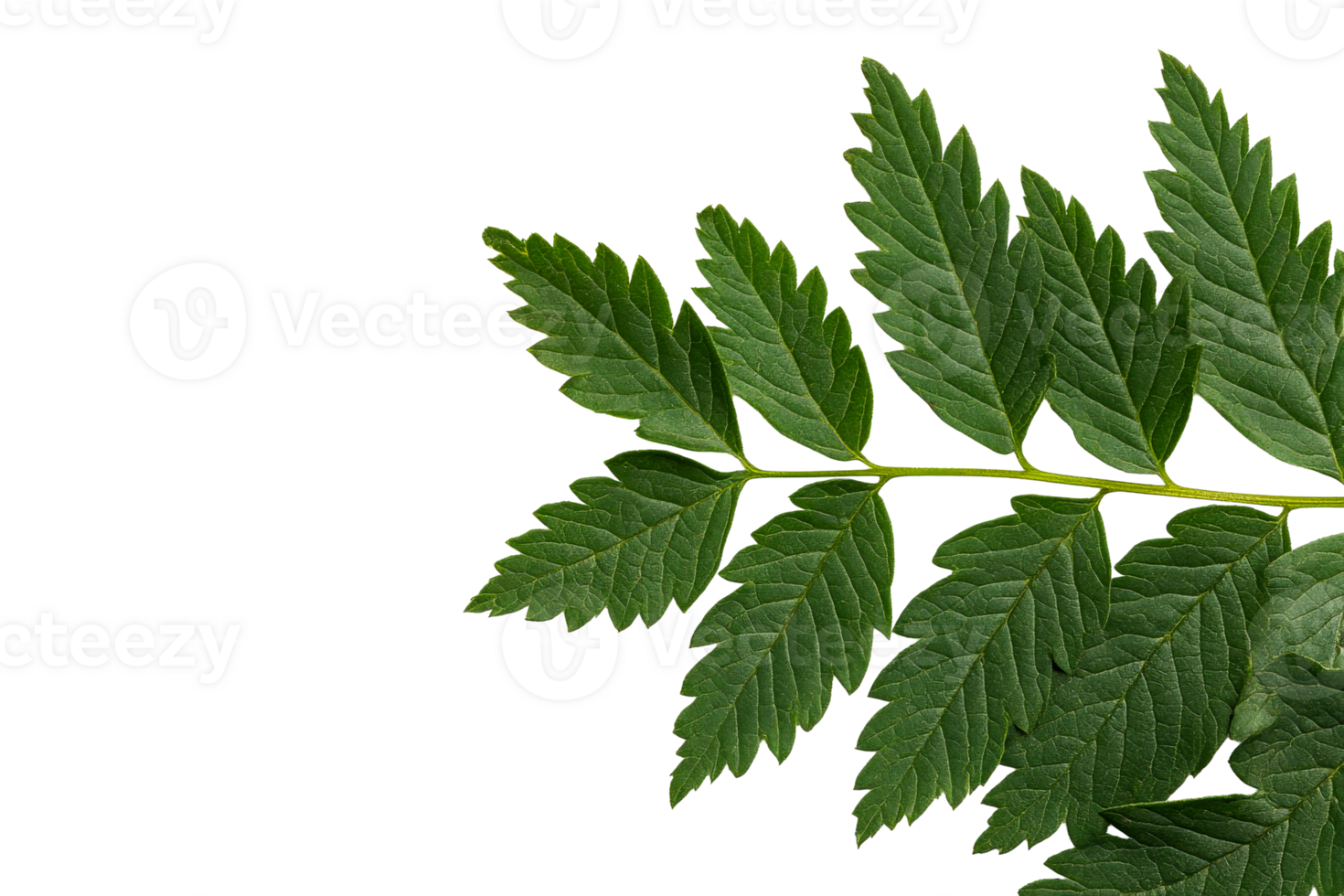 Fern leaf intricate details on black background nature botany , cut out transparent png