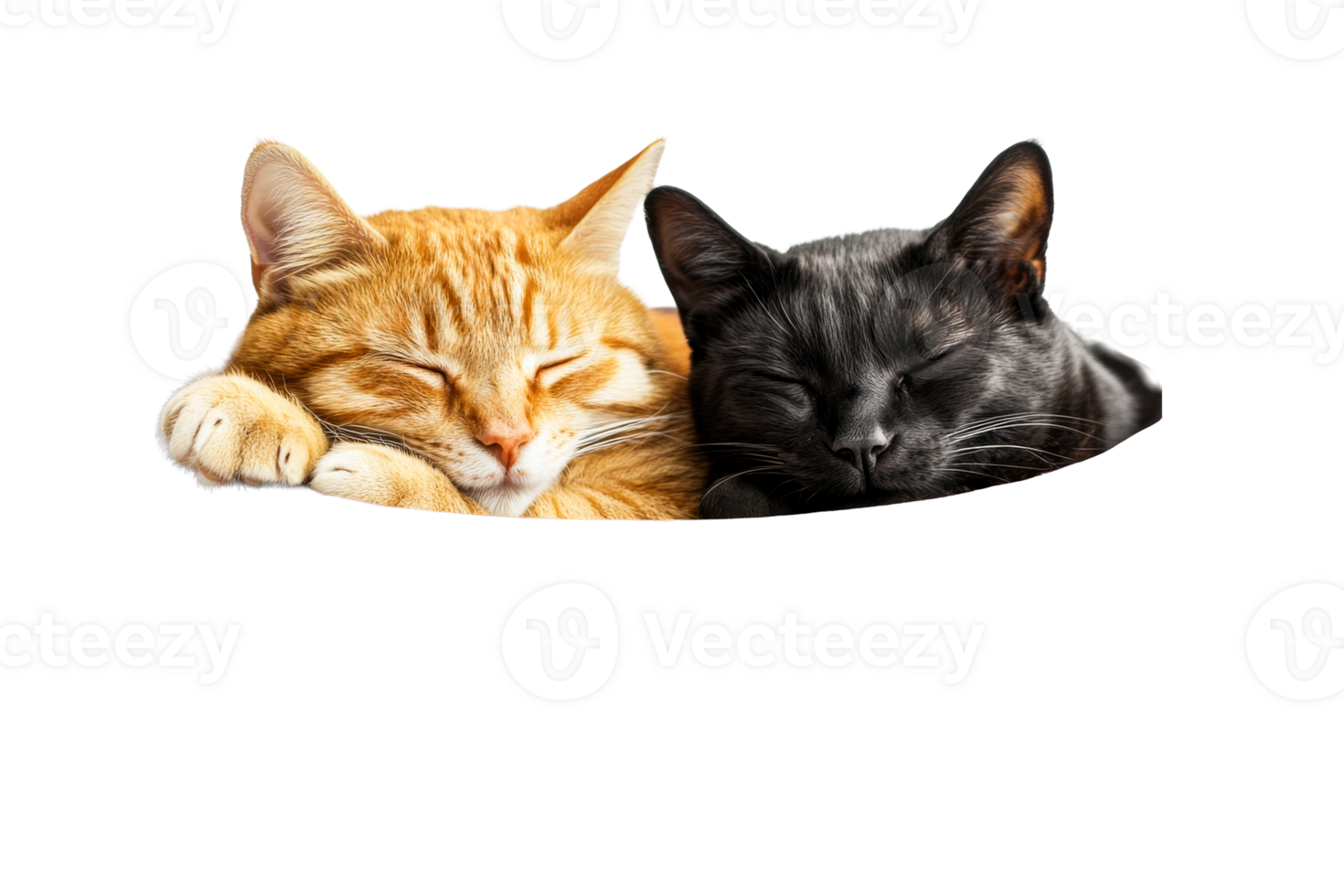 Two sleeping cats, orange tabby and black, pet nap, rest, cut out transparent png