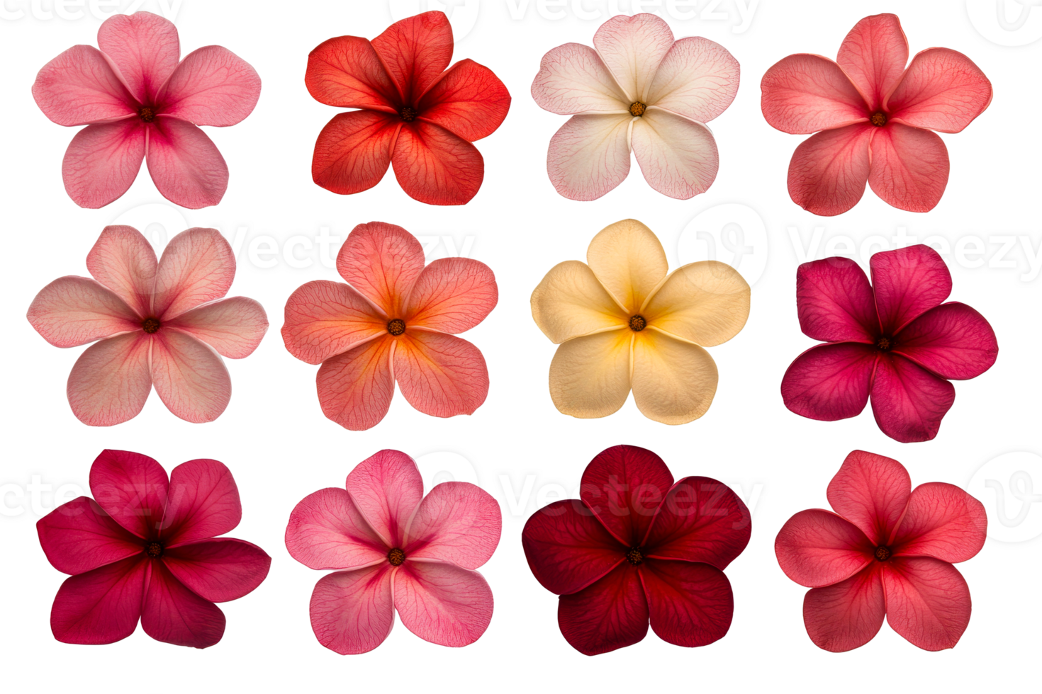 Twelve tropical plumeria flowers, vibrant colors and patterns, cut out transparent png
