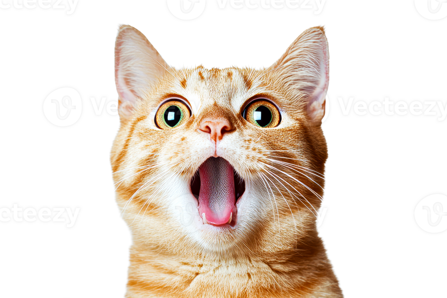 Shocked ginger tabby cat, open mouth, surprised facial expression, cut out transparent png