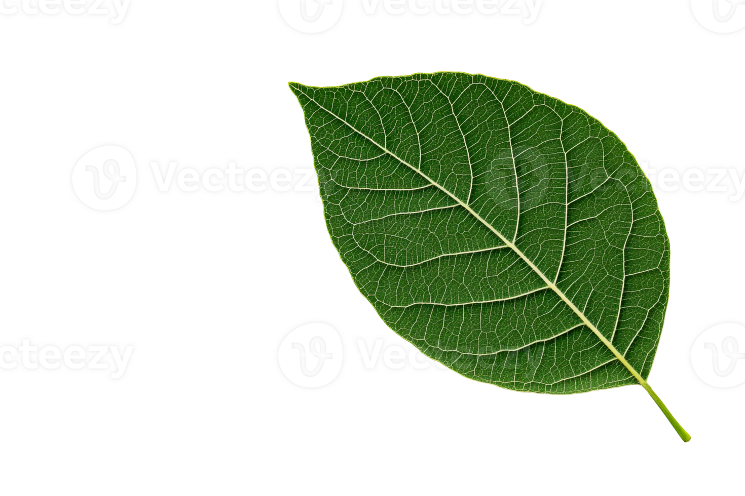 Delicate Green Leaf Veins on Black Background for Design Elements, cut out transparent png