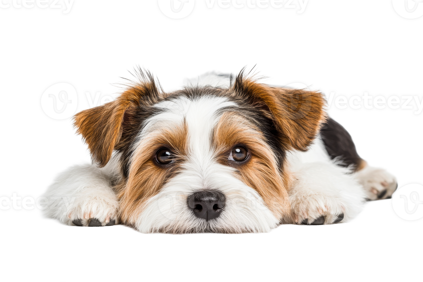 Adorable terrier puppy, lying down and looking forward, cut out transparent png