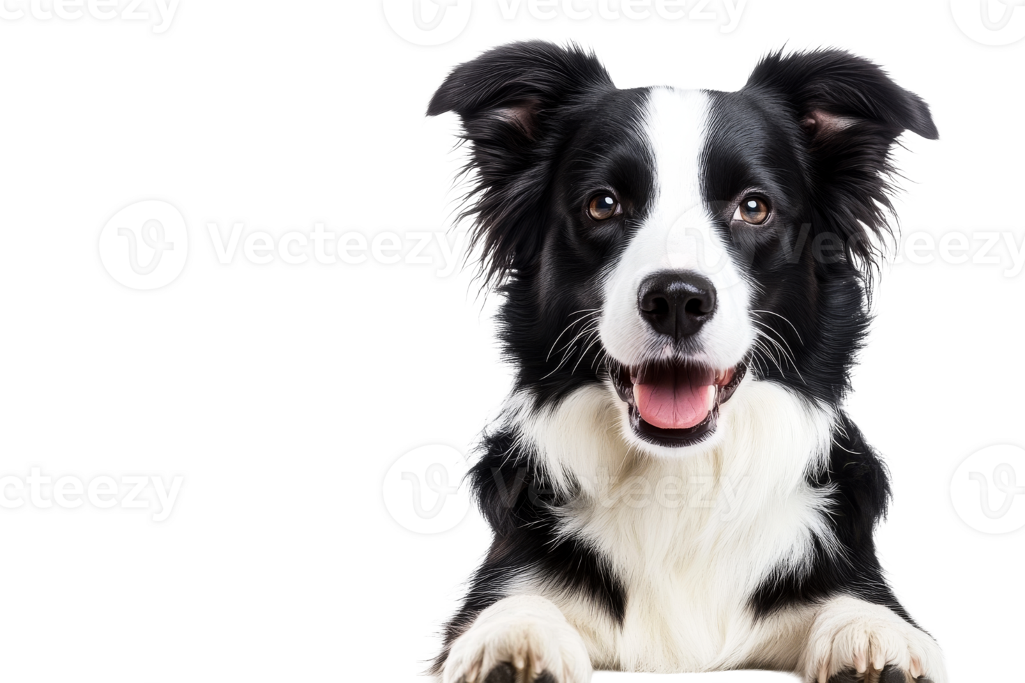 Border Collie Portrait with Open Mouth and Smiling Face, cut out transparent png