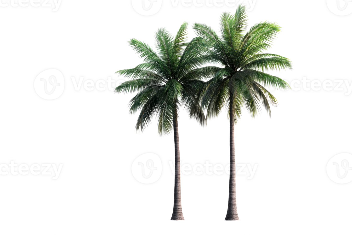 Two palm trees with vibrant green leaves png