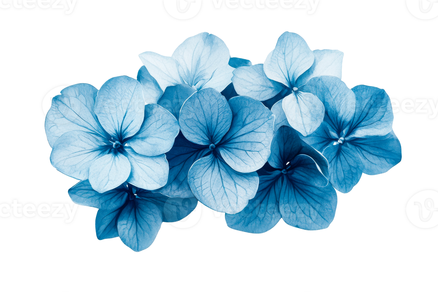 Beautiful blue hydrangea flowers with details png