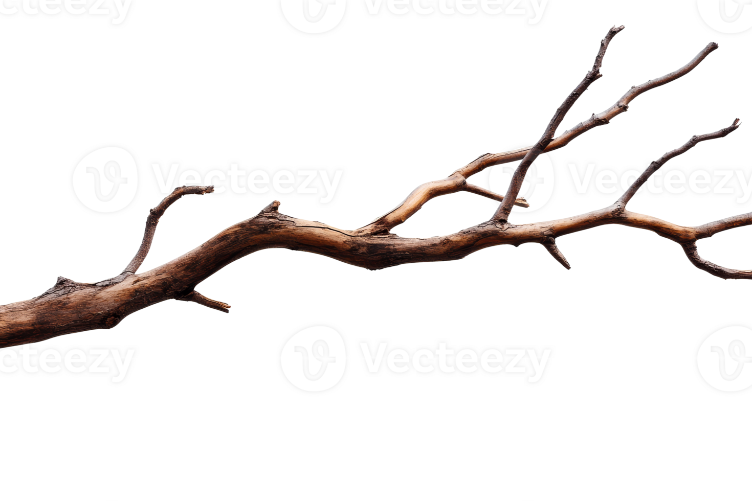 Twisted branch on clear background png